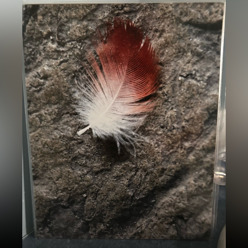 8 x 10 print The Feather